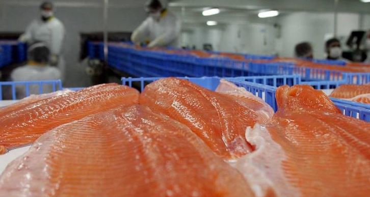 salmones